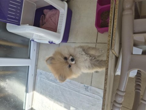 Pomeranian 2 aylık