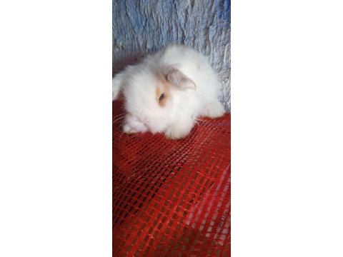Teddy lop tavşanı yavrular mavi göz