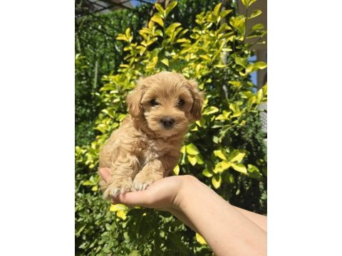 Orjinal teacup maltipoo