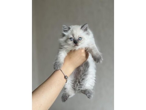Evinizin neşesi british longhair blue point