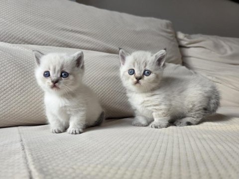 Selanikli cats ayrıcalığı ile muhteşem kediler