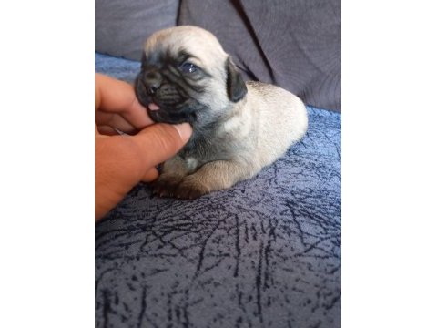 1 erkek ve 1 dişi pug