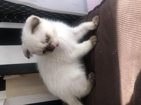 3.5 aylık kedimiz yeni yuvasını arıyoruz
