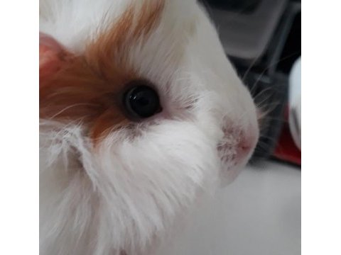 Dişi ginepig hayvanımız