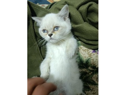 2 aylık yavru british shorthair