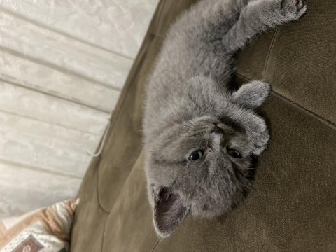 Minik yavru british shorthair