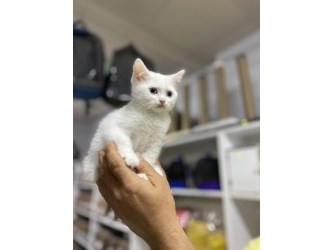 British shorthair prens erkeğimiz