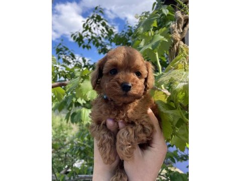 Sağlık ve ırk garantili toy poodle yavrularımız