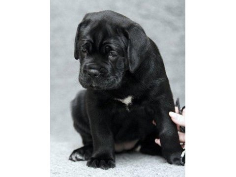 Mükemmel cane corso italyano