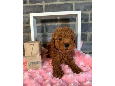 Güzellik abidesi poodle bebeklerimiz