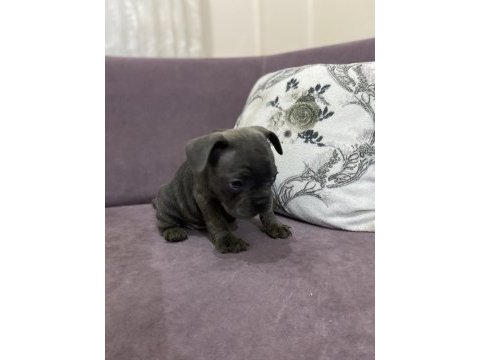 French bulldog yavrular