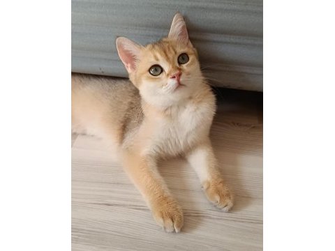 Golden tabby british shorthair