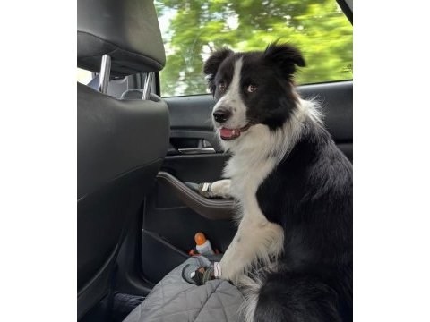 Dişi erkek border collie kapıda ödemeli güvenli sistem