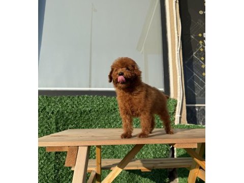 Toy poodle erkek yavrumuz