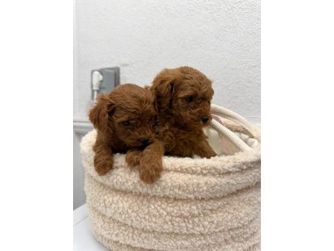 Üst kalitede toy poodle yavrular sakarya