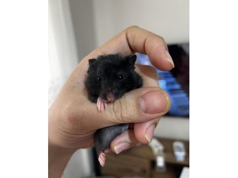 Yavru yetişkin suriye hamsterı