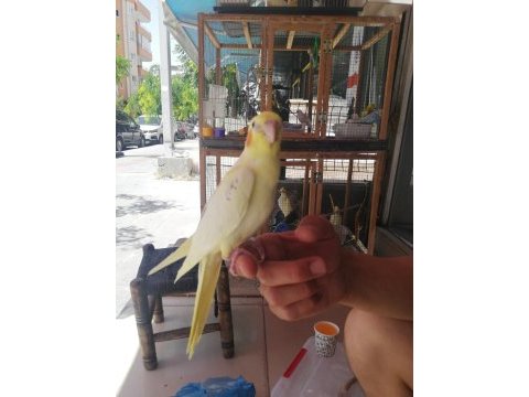 El besleme ısırma olmayan sultan papağanı yavru
