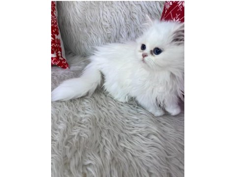 British longhair mavi göz dişi bebek