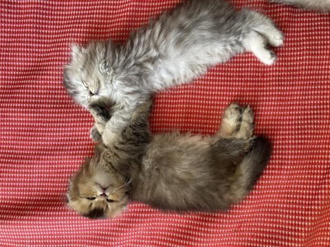 Yavru sahiplendirme scottish fold longhair