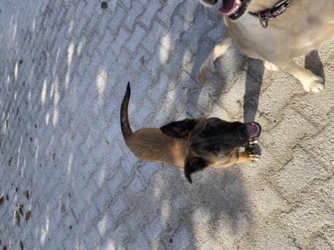 Her şeyi tam belçika malinois
