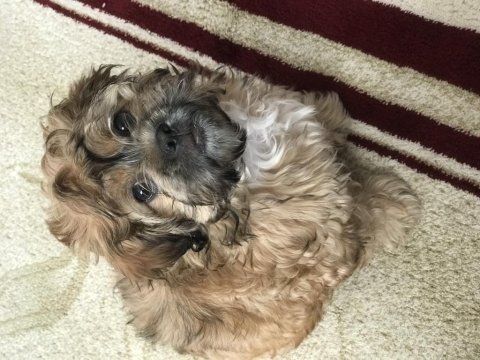 Yorkshire terrier 0 numara