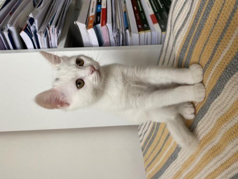 Chinchilla coconut oğlumuza yuva arıyoruz