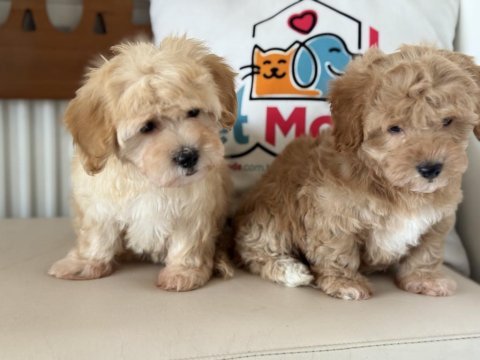 Petmode köpek çiftliğinden maltipoo yavrularımız