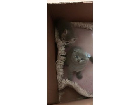 Orjinal kırık kulak scottısch kedilerimiz