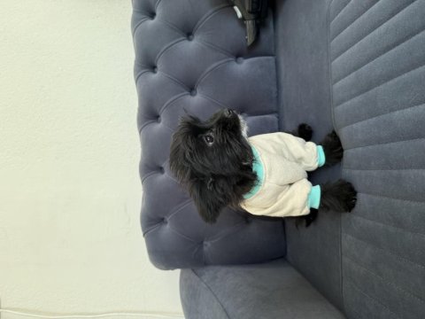 T cup yorkie terrier en küçük boy
