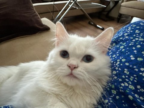 Chinchilla british cinsi erkek kız