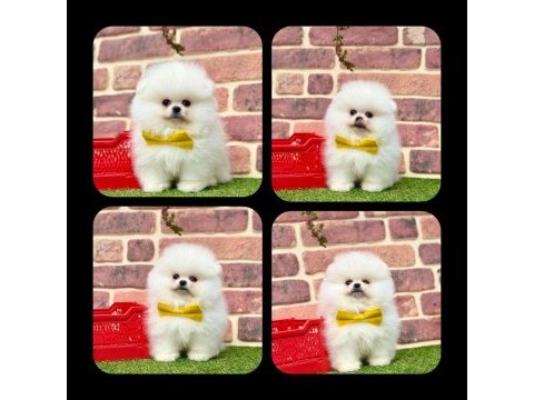 Pomeranian boo 2.5 aylık