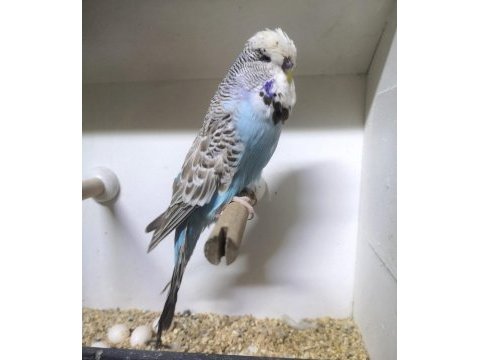 Show jumbo muhabbet kuşu