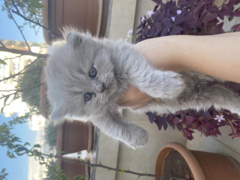 British longhair