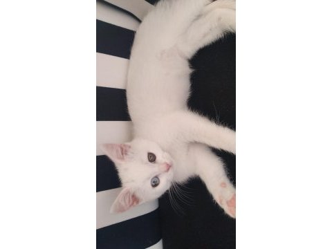 Gönderime hazır tatlımı tatlı scottish fold kediler
