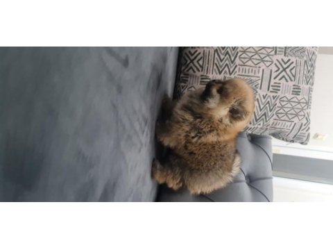 Show kalite pomeranian boo