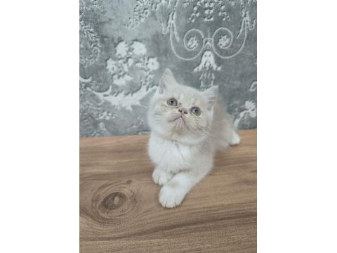 Çok tatlı british shorthair bebeğimiz