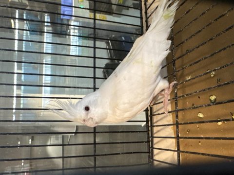 7-8 kelime konuşan albino sultan papağanı