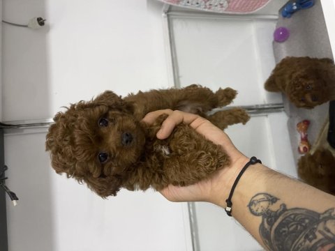 Efsane poodle yavrularımız