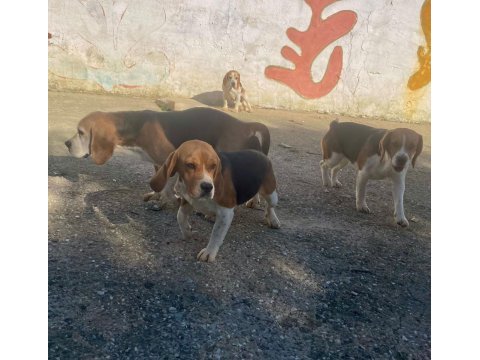 Beagle köpekler