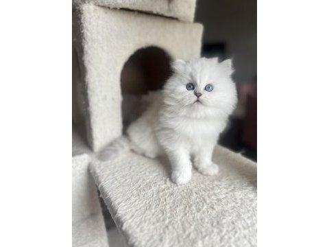 Safkan british longhair erkek