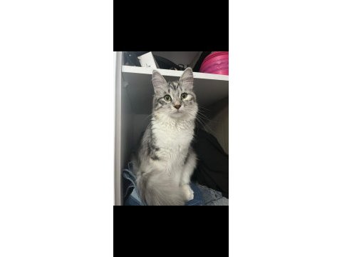 Eşyaları ile sahiplendirilecek kedimiz