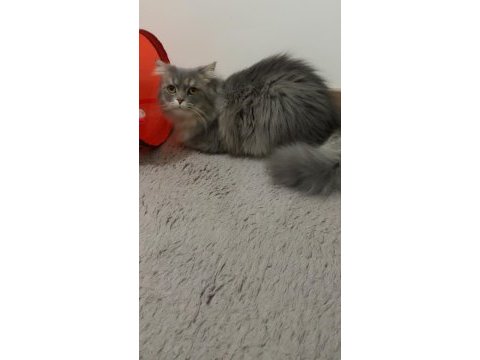 Maine coon oğlum acil yuva arıyor