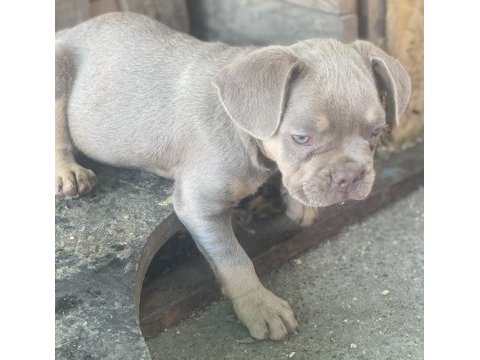 New shade isabella tan french bulldog