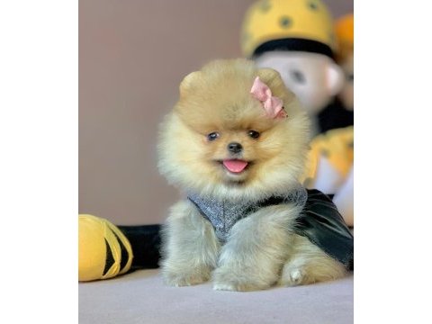 Sevimli pomeranian boo yavrularımız