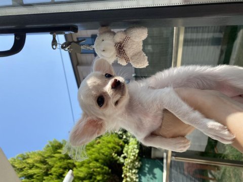 Dişi chihuahua beyaz yavru