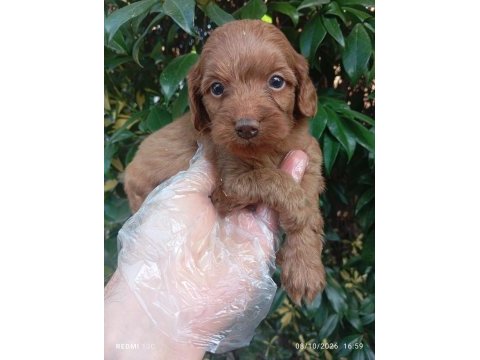 Irk ve sağlık garanti orjinal maltipoo yavrularımuz
