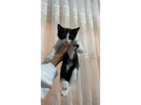 Bebek kedilerimiz yeni yuvalarını arıyor