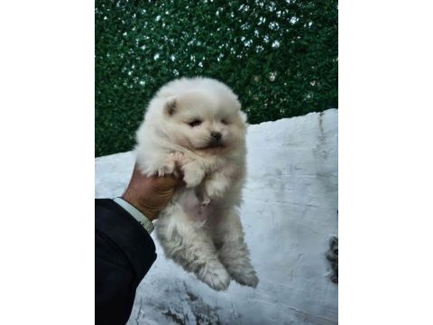 Pomeranian boo yavru köpeğimiz