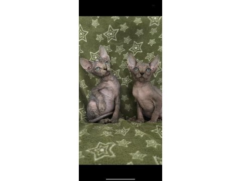 Naked beauty sphynx cattery