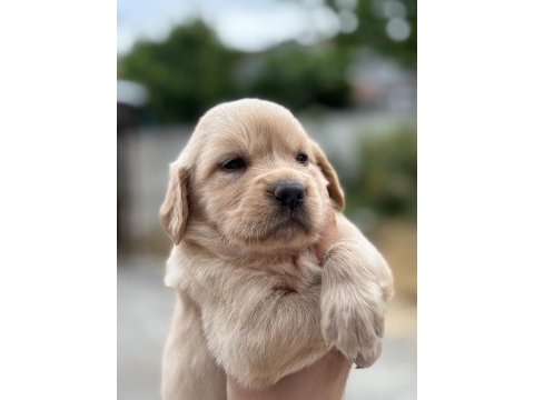 Baby face golden retriever yavrular sakarya